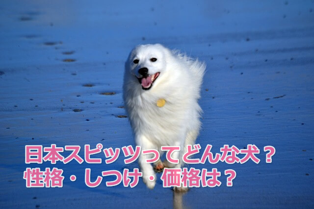 日本スピッツってどんな犬 性格やしつけ 価格まとめブログ 犬の教科書を作ろう